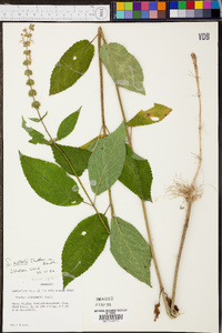 Stachys nuttallii image