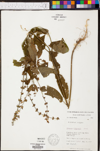 Stachys nuttallii image