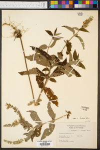 Teucrium canadense var. canadense image