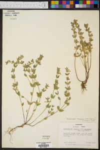 Scutellaria parvula image