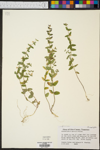 Scutellaria parvula image