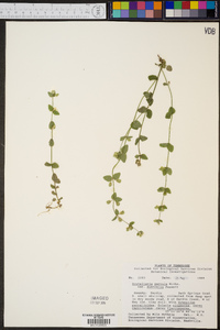 Scutellaria parvula image