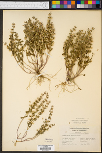 Scutellaria parvula image