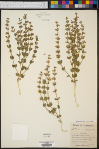 Scutellaria nervosa image