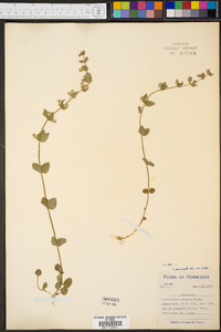 Scutellaria parvula image