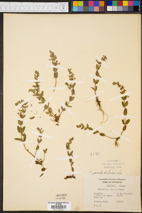 Scutellaria parvula image