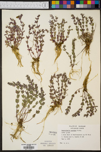 Scutellaria parvula image