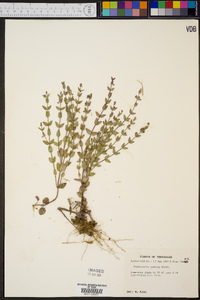 Scutellaria parvula image