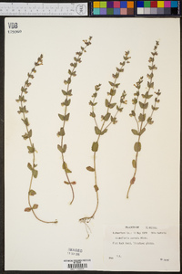 Scutellaria parvula image