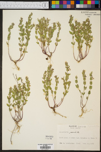 Scutellaria parvula image