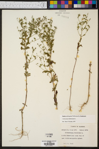 Trichostema dichotomum image