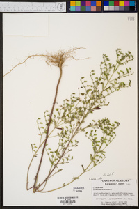 Trichostema dichotomum image