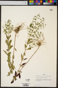 Trichostema dichotomum image