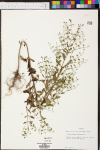 Trichostema dichotomum image