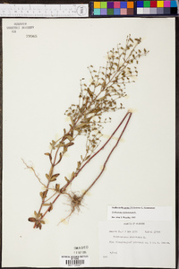 Trichostema dichotomum image