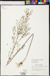 Trichostema dichotomum image