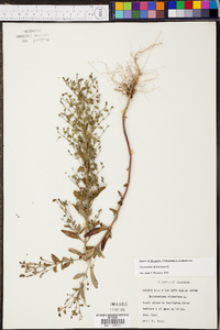 Trichostema dichotomum image