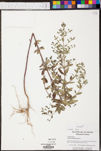 Trichostema dichotomum image