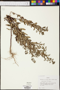 Trichostema dichotomum image