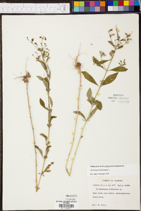 Trichostema dichotomum image