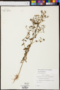 Trichostema dichotomum image