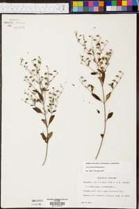 Trichostema dichotomum image