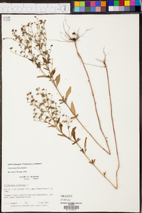 Trichostema dichotomum image