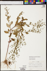 Trichostema dichotomum image