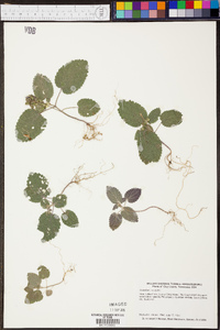 Scutellaria ovata image