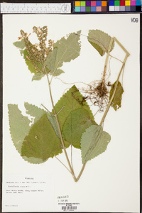 Scutellaria ovata image