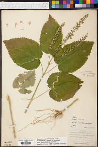 Scutellaria ovata image