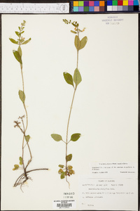 Salvia officinalis image