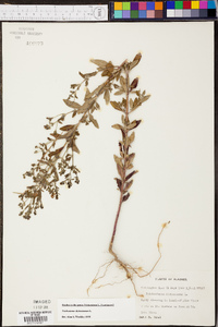 Trichostema dichotomum image