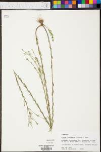 Linum floridanum image