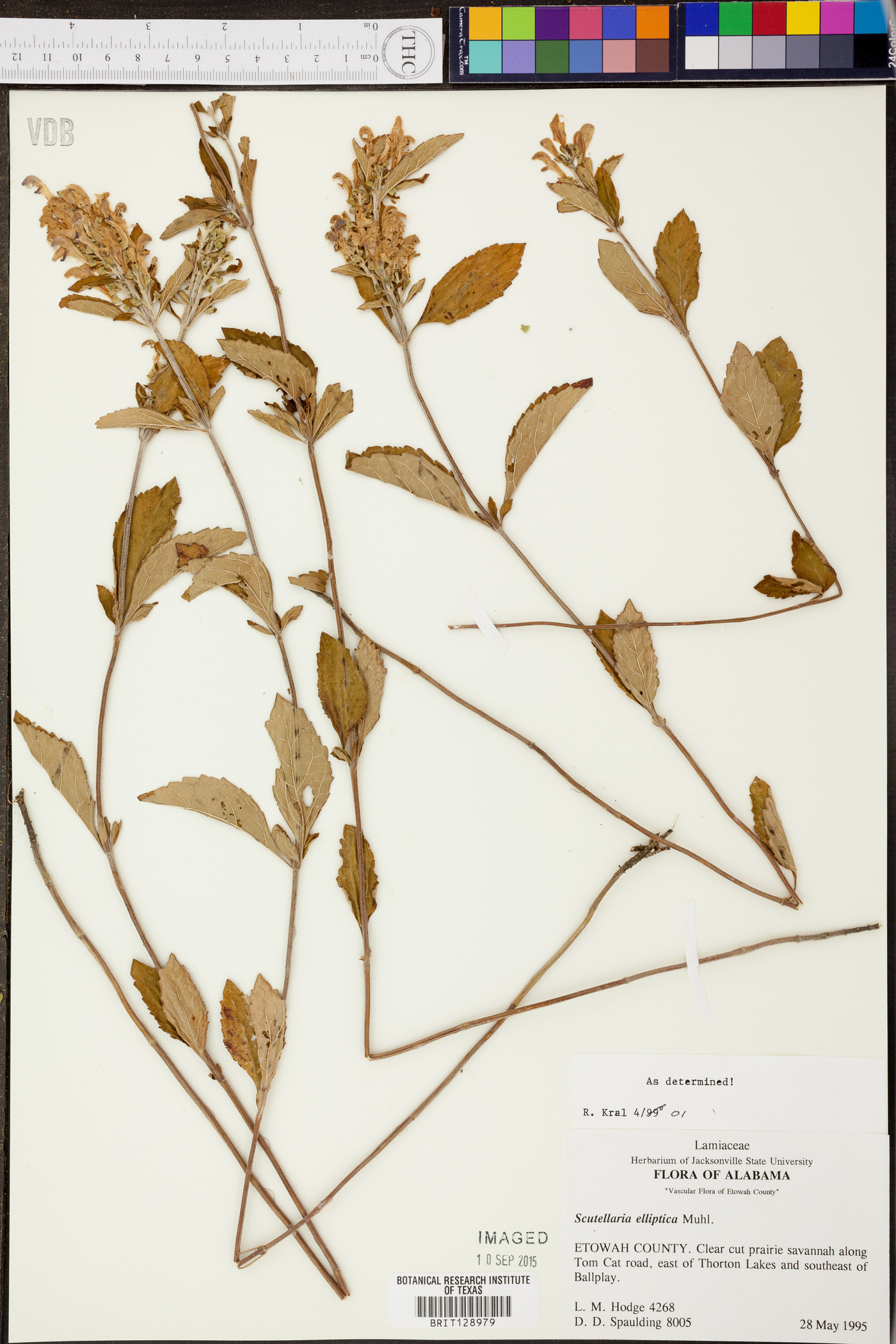 Salvia officinalis image