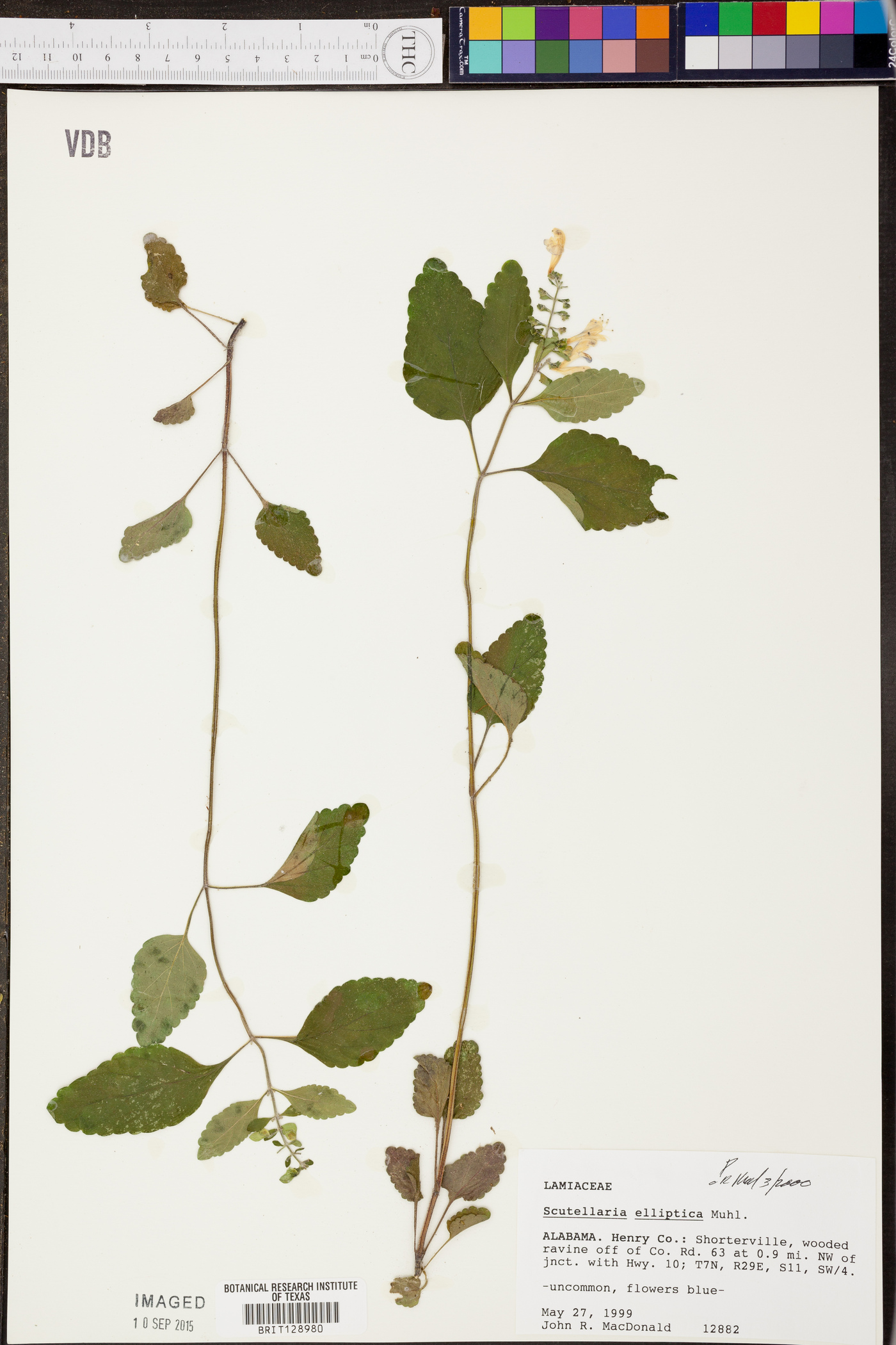 Salvia officinalis image