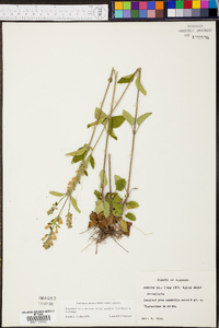 Salvia officinalis image