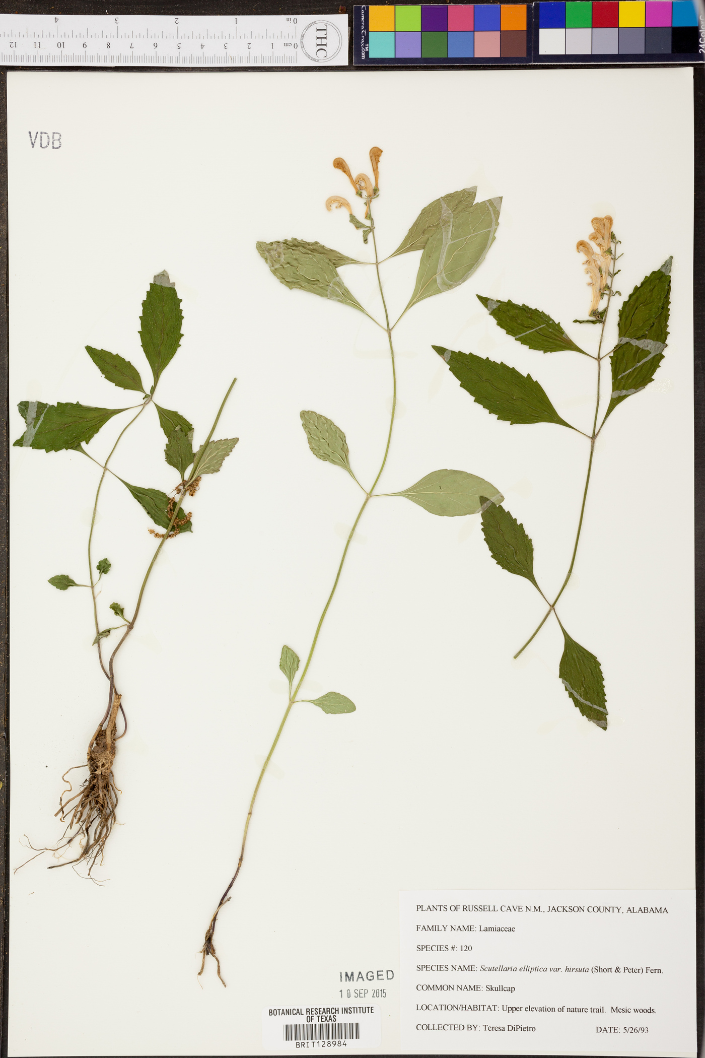 Salvia officinalis image