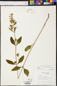 Salvia officinalis image