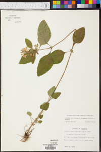 Scutellaria elliptica var. hirsuta image