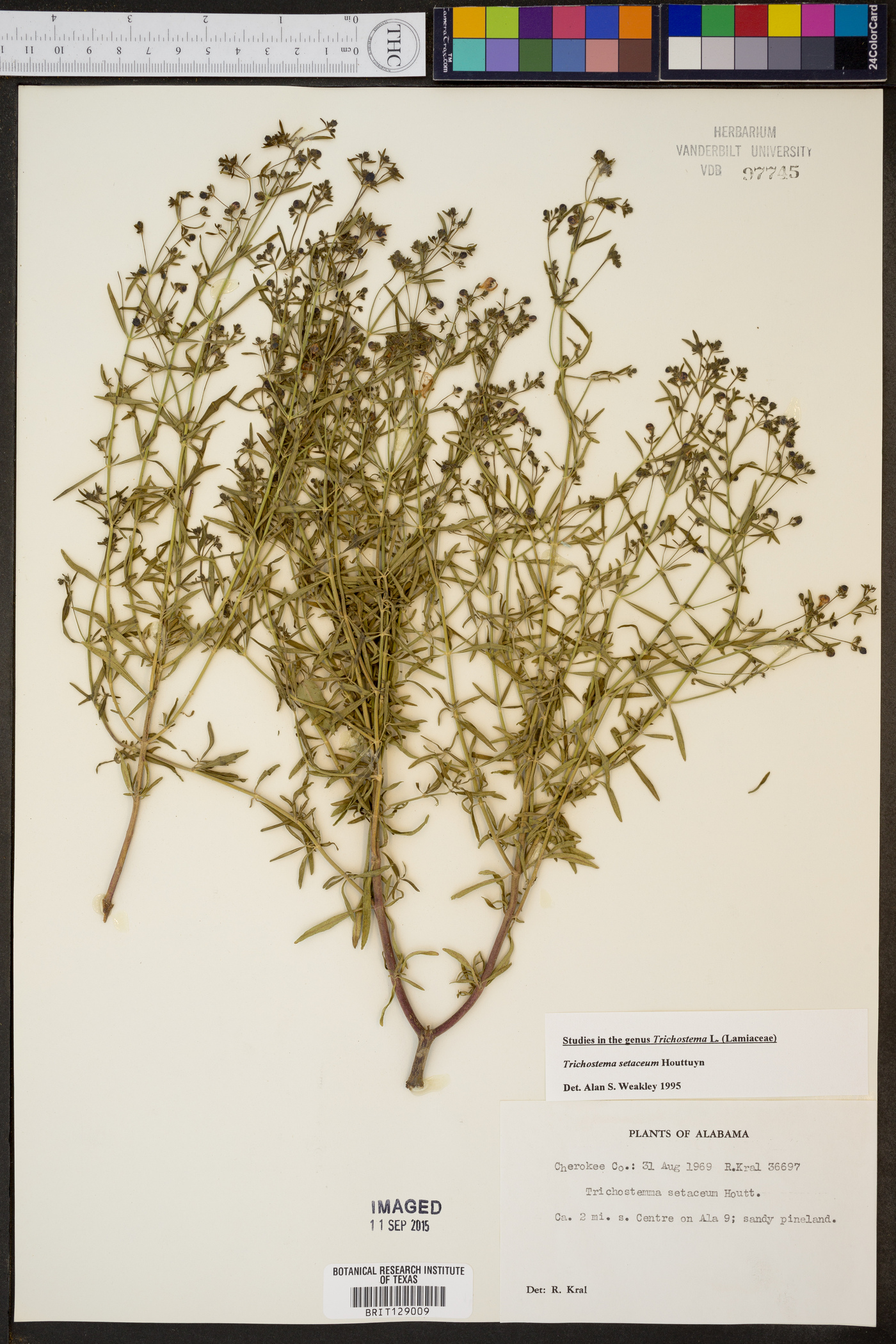 Trichostema setaceum image