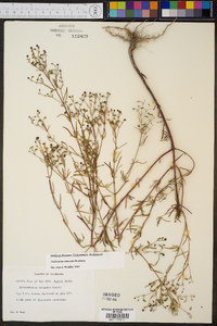 Trichostema setaceum image