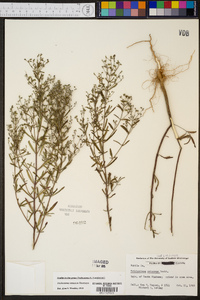 Trichostema setaceum image