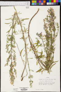 Scutellaria glabriuscula image