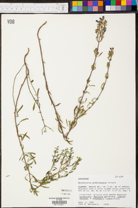 Scutellaria glabriuscula image