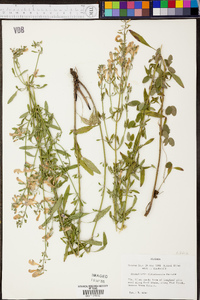 Scutellaria glabriuscula image