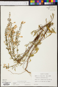 Scutellaria glabriuscula image