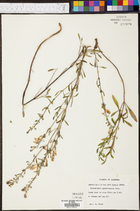 Scutellaria glabriuscula image