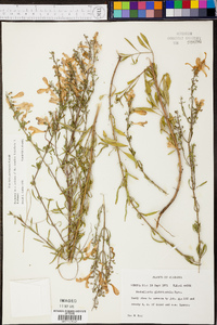 Scutellaria glabriuscula image