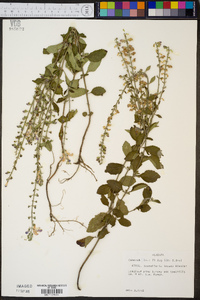 Scutellaria incana var. australis image